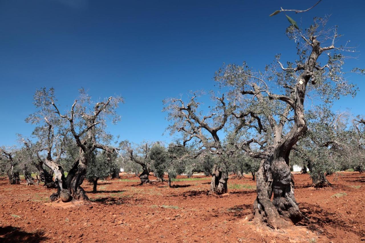 Masseria Conca D'Oro 오스투니 외부 사진