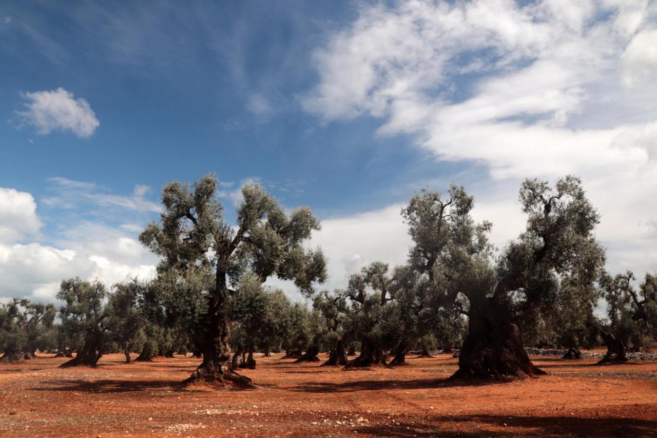 Masseria Conca D'Oro 오스투니 외부 사진