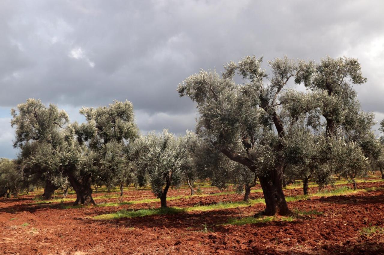 Masseria Conca D'Oro 오스투니 외부 사진